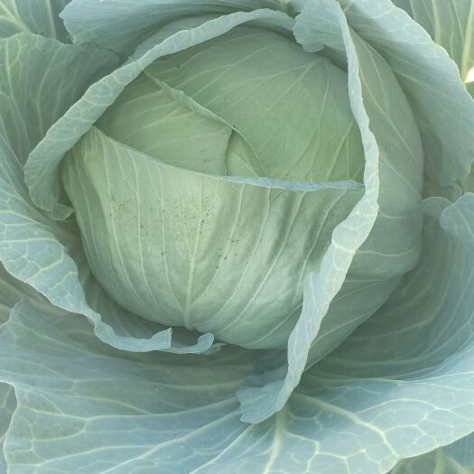 菏泽京丰一号 3至6斤以上