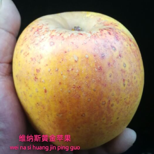 阳谷县维纳斯黄金苹果苗 0.5~1米