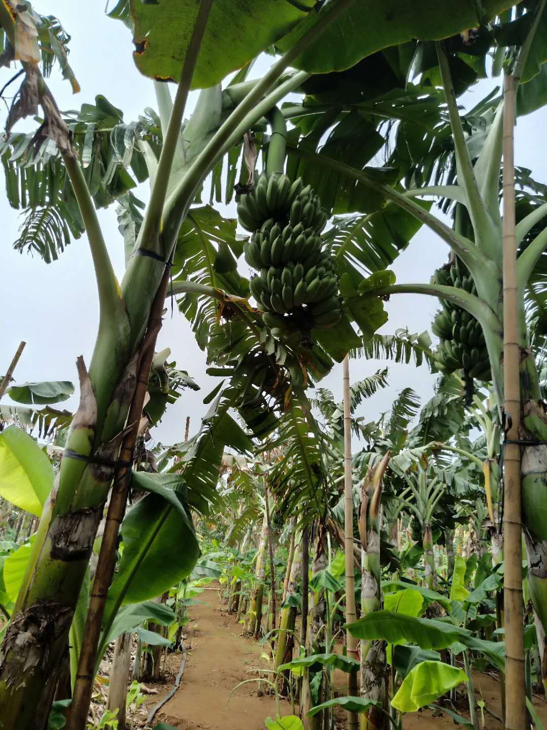 硇洲香蕉