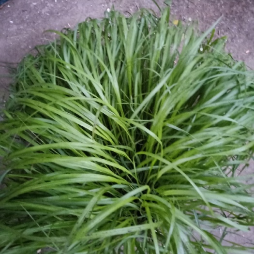 微山县 观赏草 狼尾草