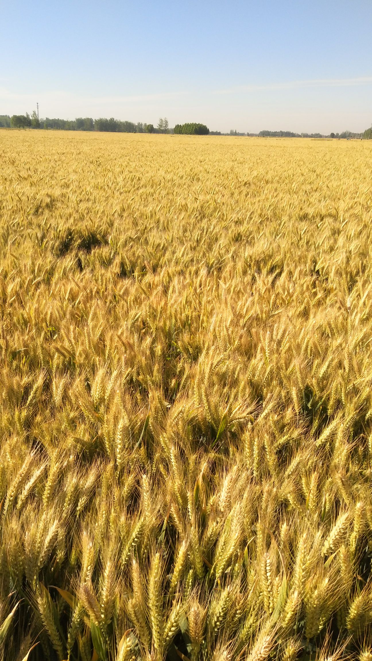  山东鱼台优质小麦