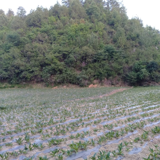 玉龙县秦艽