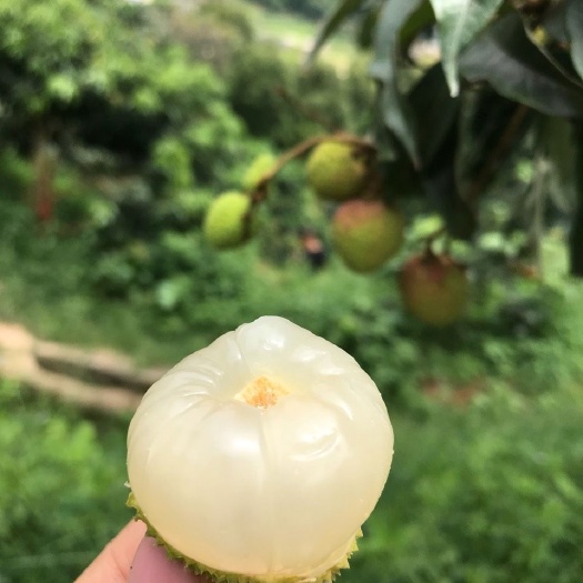 灵山新鲜荔枝妃子笑一件代发非海南广东顺丰包邮