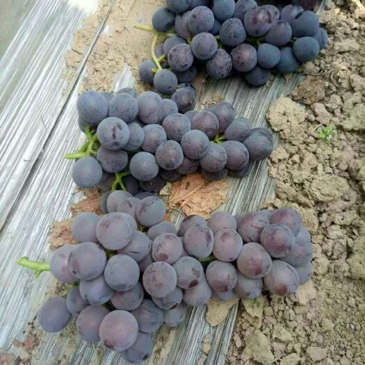 聊城 藤捻葡萄
