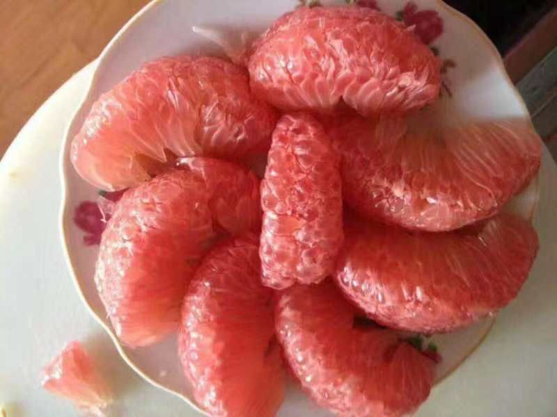 葡萄柚苗 新品种葡萄柚(金皇柚)皮红肉红