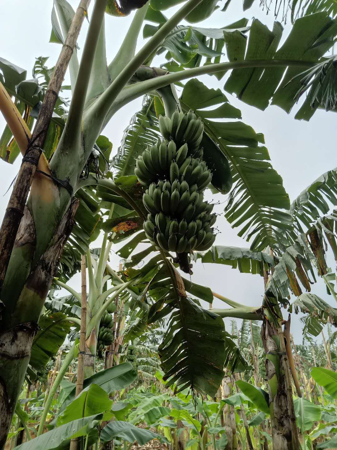 硇洲香蕉