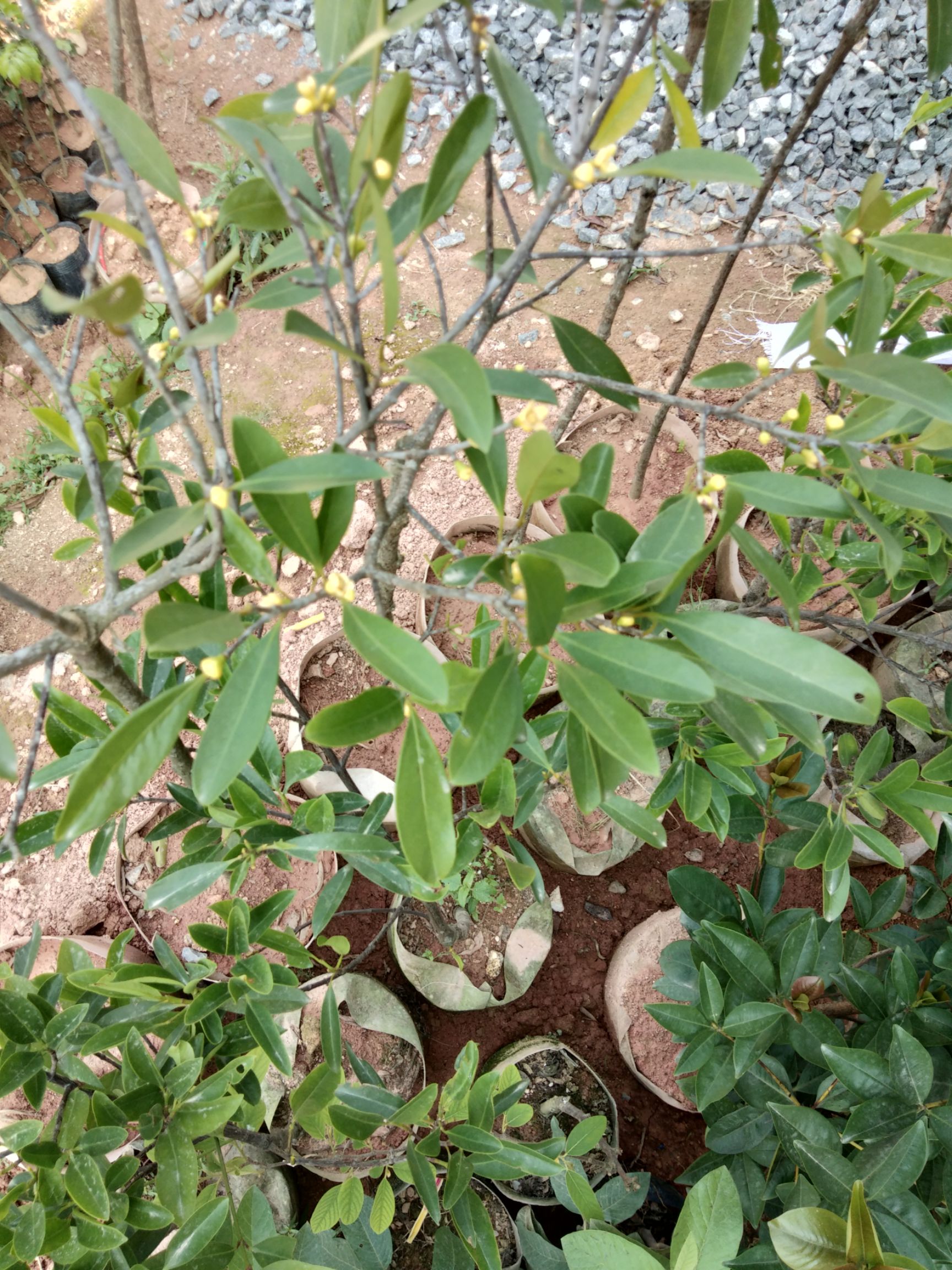 山竹树苗 山竹苗 大苗可以带果发货