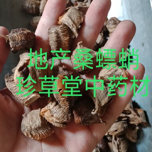 安国市海螵蛸 桑螵蛸地产东北桑硝熟大棉一公斤包邮