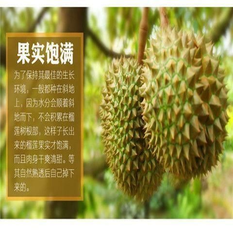 灵山县金枕榴莲苗  正宗金枕头嫁接榴莲树苗泰国榴莲苗猫山王榴莲苗南方北方种