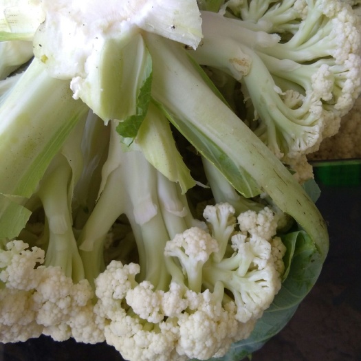沛县白花菜花  这里是苏北最大的菜花甘蓝基地，春季散花开始上市，真诚的欢迎你