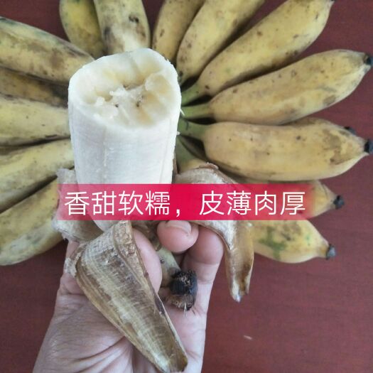 南宁香蕉  粉蕉