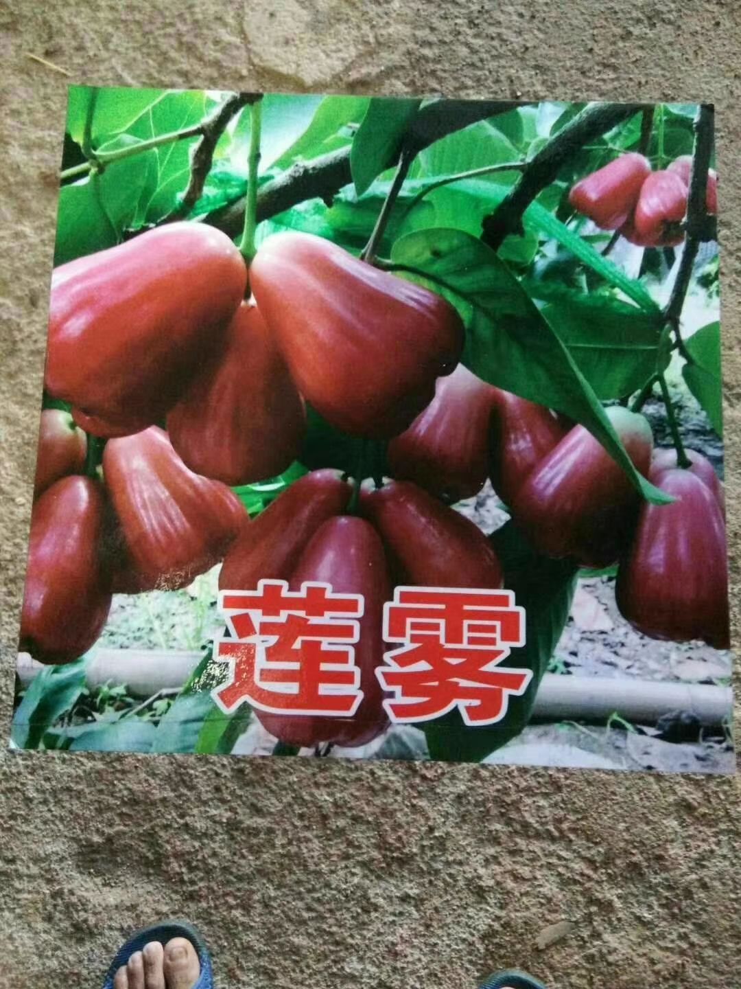 黑金刚莲雾苗