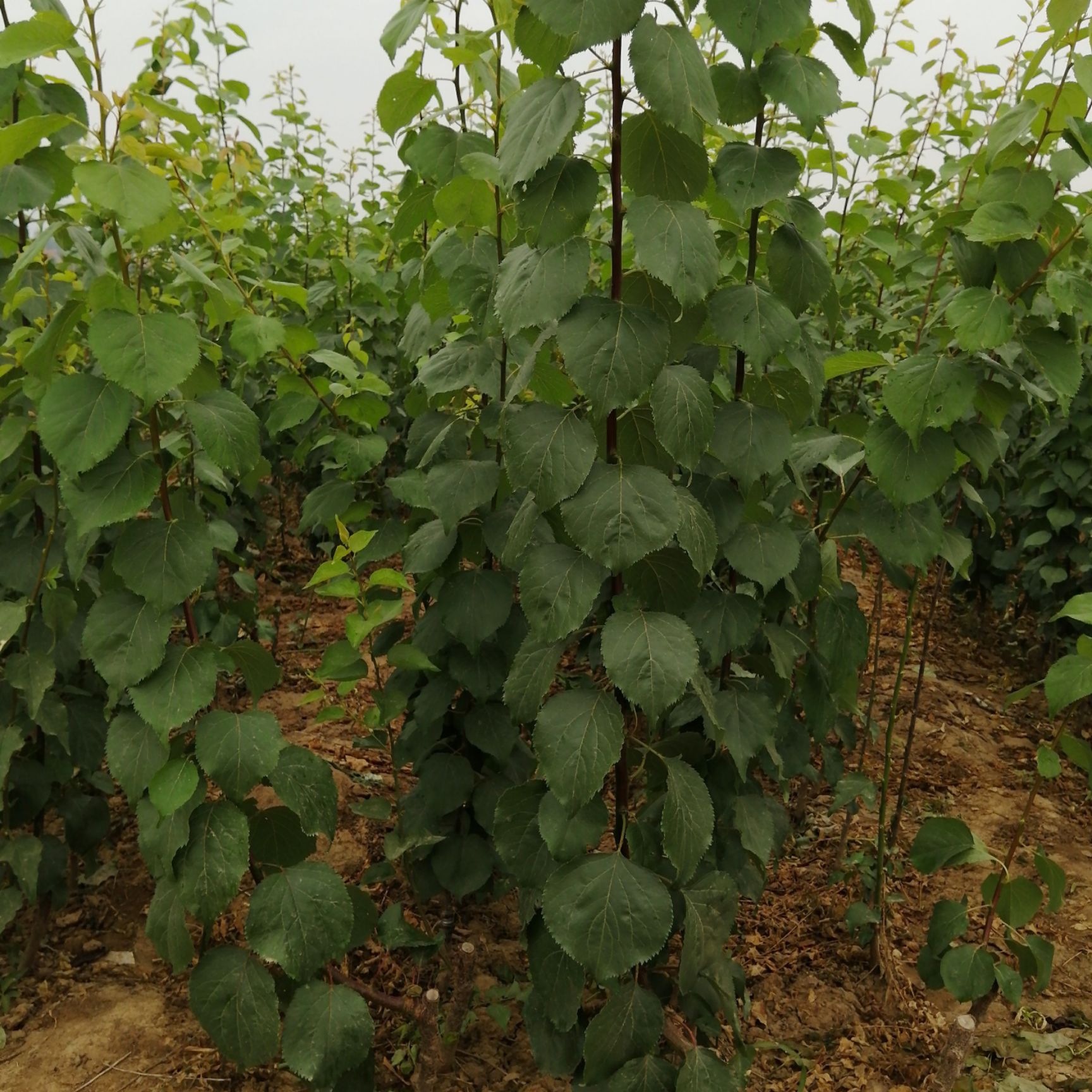 金太阳杏树苗 嫁接杏树苗 金太阳杏苗 果树苗