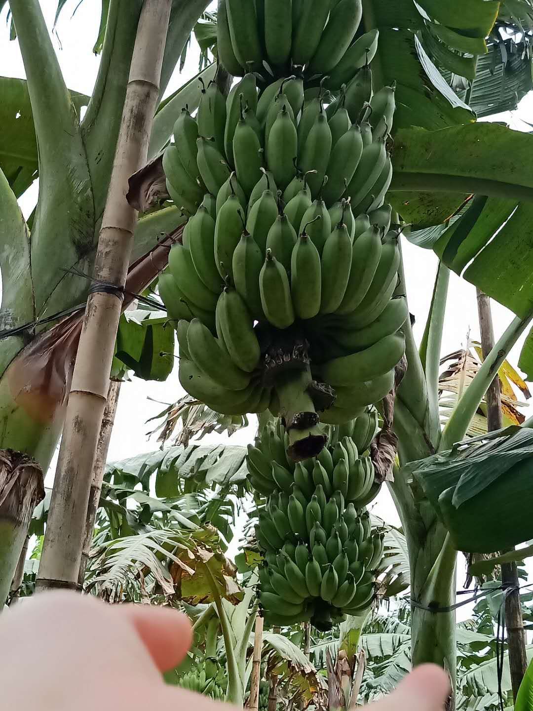 硇洲香蕉