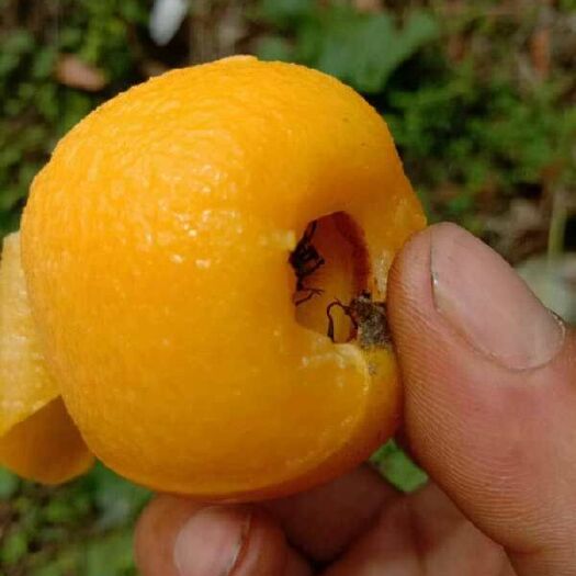 宝兴县 山好水好枇杷好！雅安高山五星枇杷端午即将上市。
