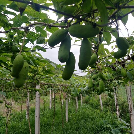 贵阳紫色一号八月瓜 种植