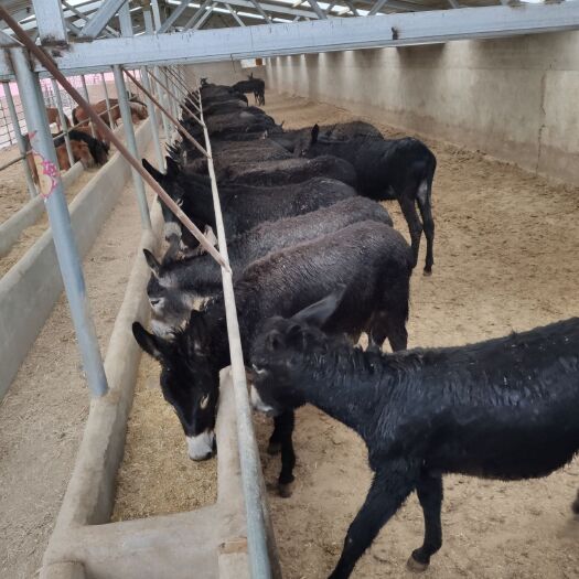 巴林左旗 肉驴