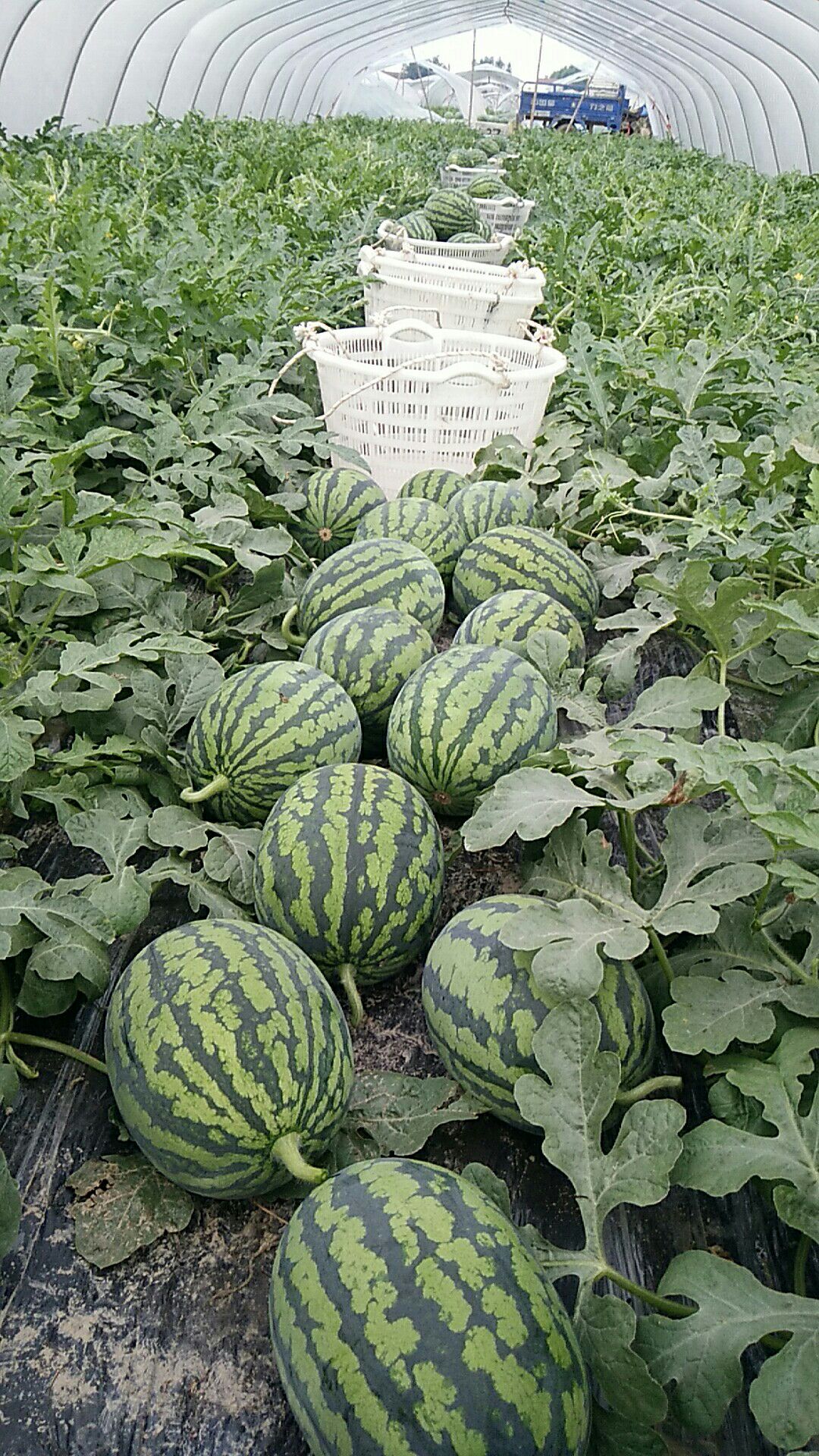 全美4k西瓜销售