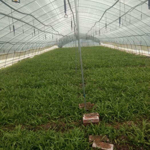 留坝县 大量白芨苗批发
