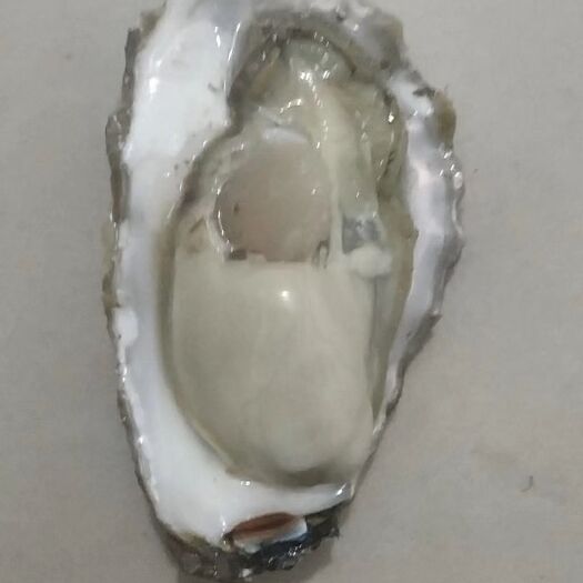 威海北海牡蛎 肉肥