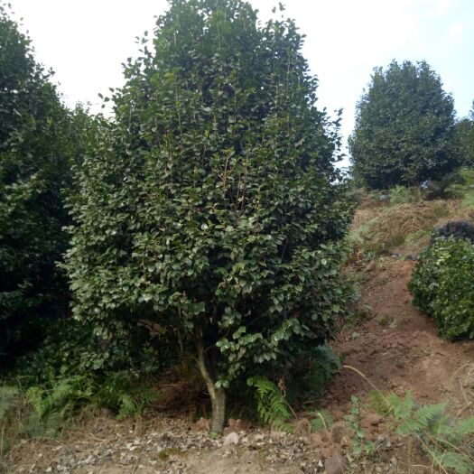 高县 各种规格茶花出售