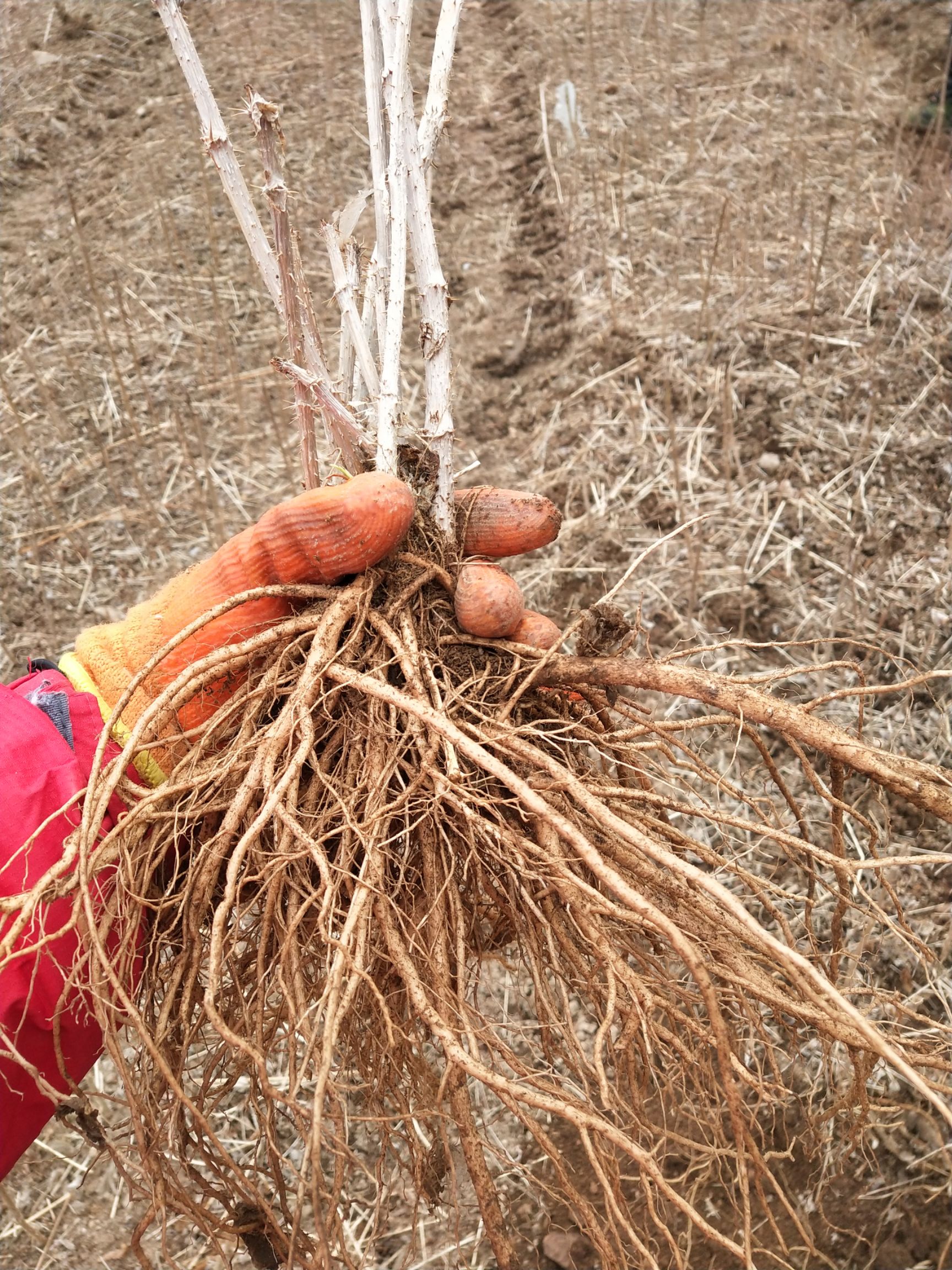 刺老芽苗  刺芽苗 刺嫩芽苗旱地苗 粗度0.4以上 成活率90%以