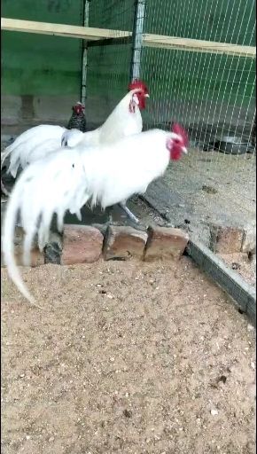 嘉祥县 出售长尾鸡波兰鸡婆罗门摩登门绣球