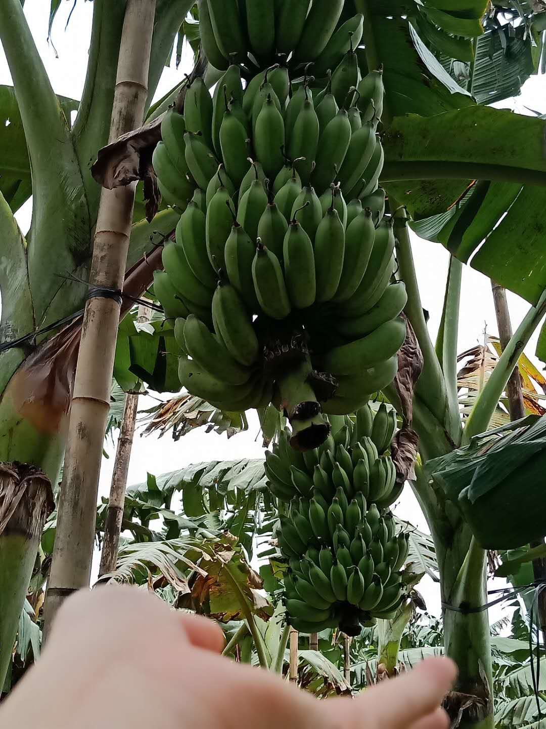 硇洲香蕉