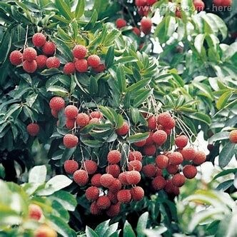 桂平市 新上市荔枝，今日优惠