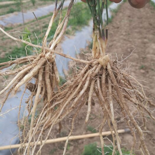 曹县芦笋苗绿芦笋芦笋根一年生芦笋苗大量批发育苗基地直销