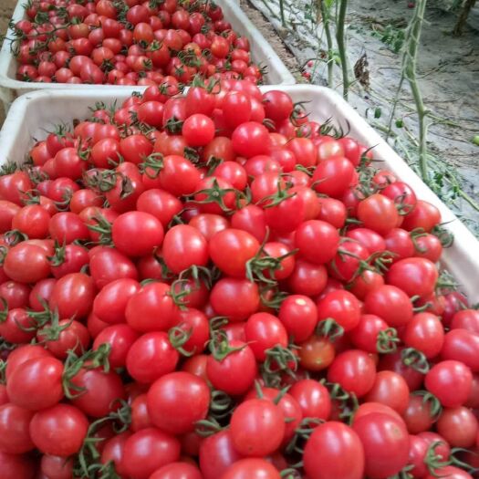 莘县黑妃番茄  精品圣女果千喜，贝贝，长果，圆果