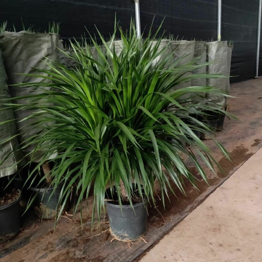 广州龙血树盆栽 龙血树基地直销量大有优惠