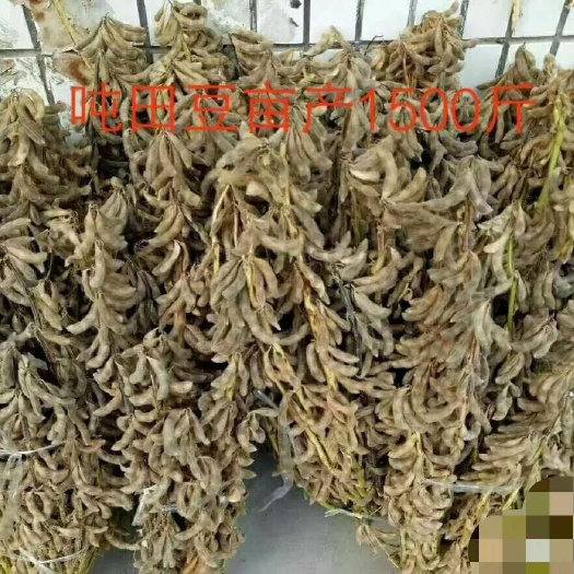 郑州黄豆瓣 高黄豆种子端种子