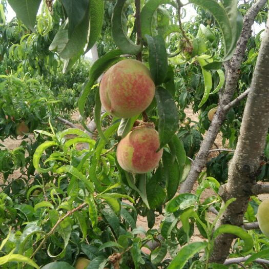 新野县早甜露桃 枣甜露个大口感好，颜色鲜美，75起步，预定进行中