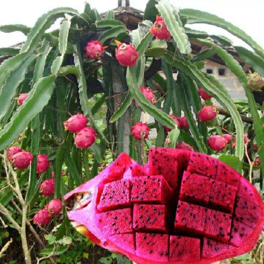 灵山县 红心火龙果苗南北方种植当年结果四季嫁接果树苗红肉室内盆栽果苗