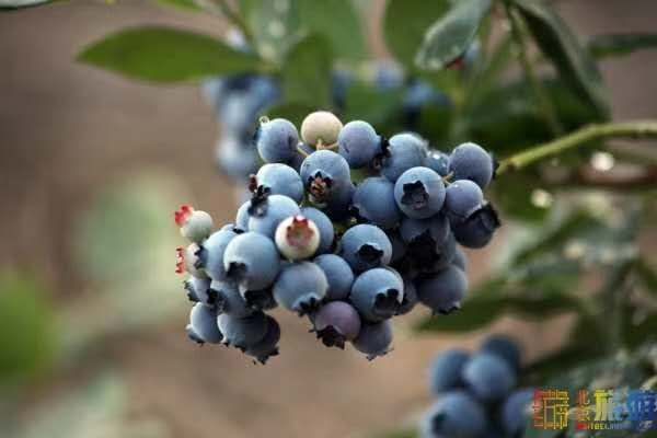  天然蓝莓