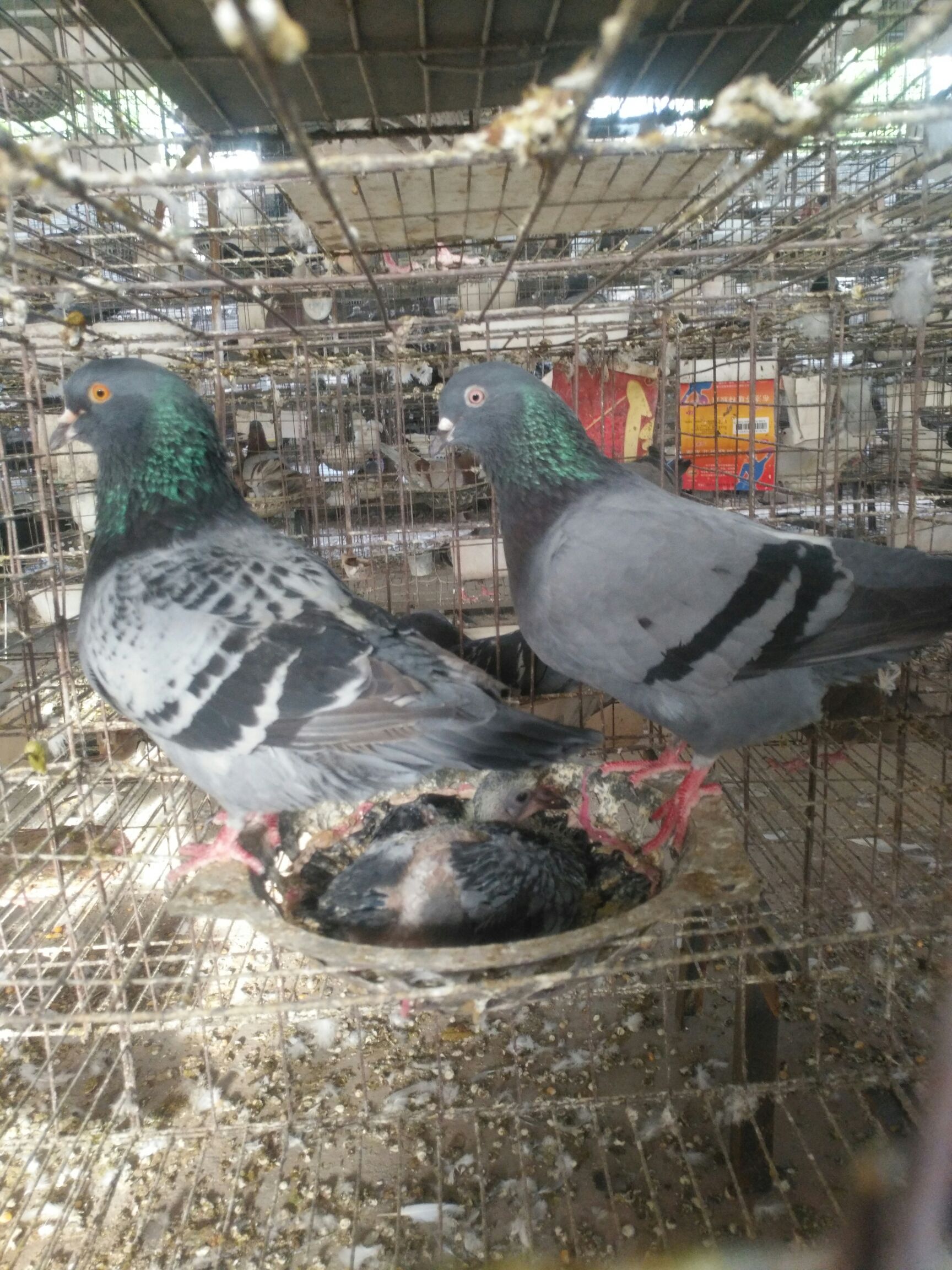 白羽王 落地王 银王肉鸽