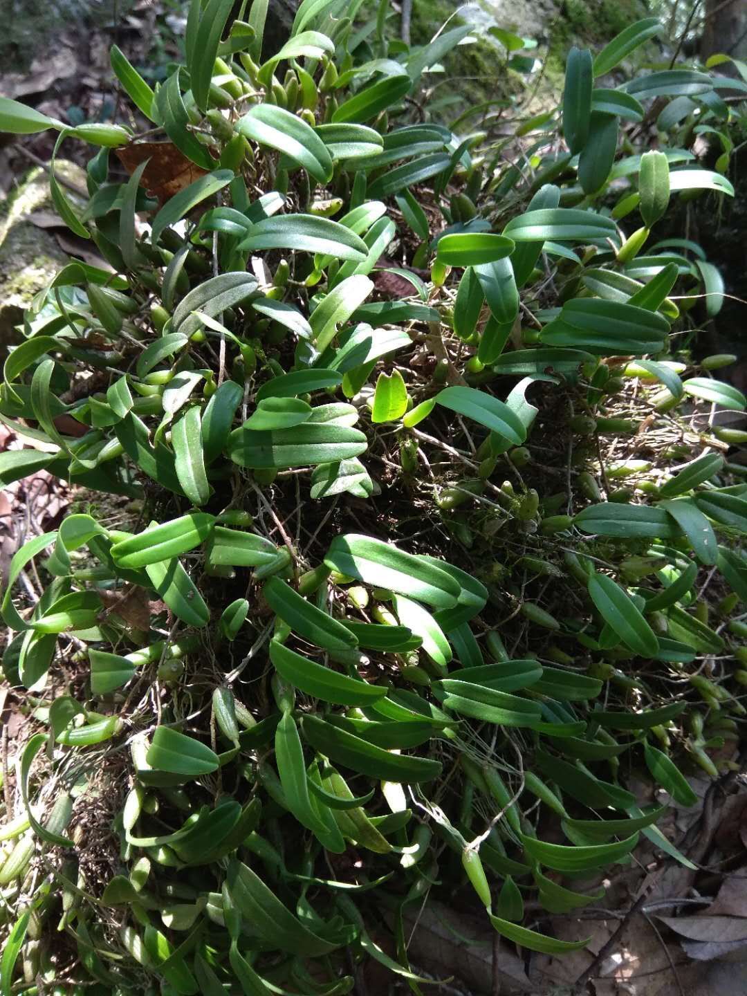 江西2cm以下野生山药