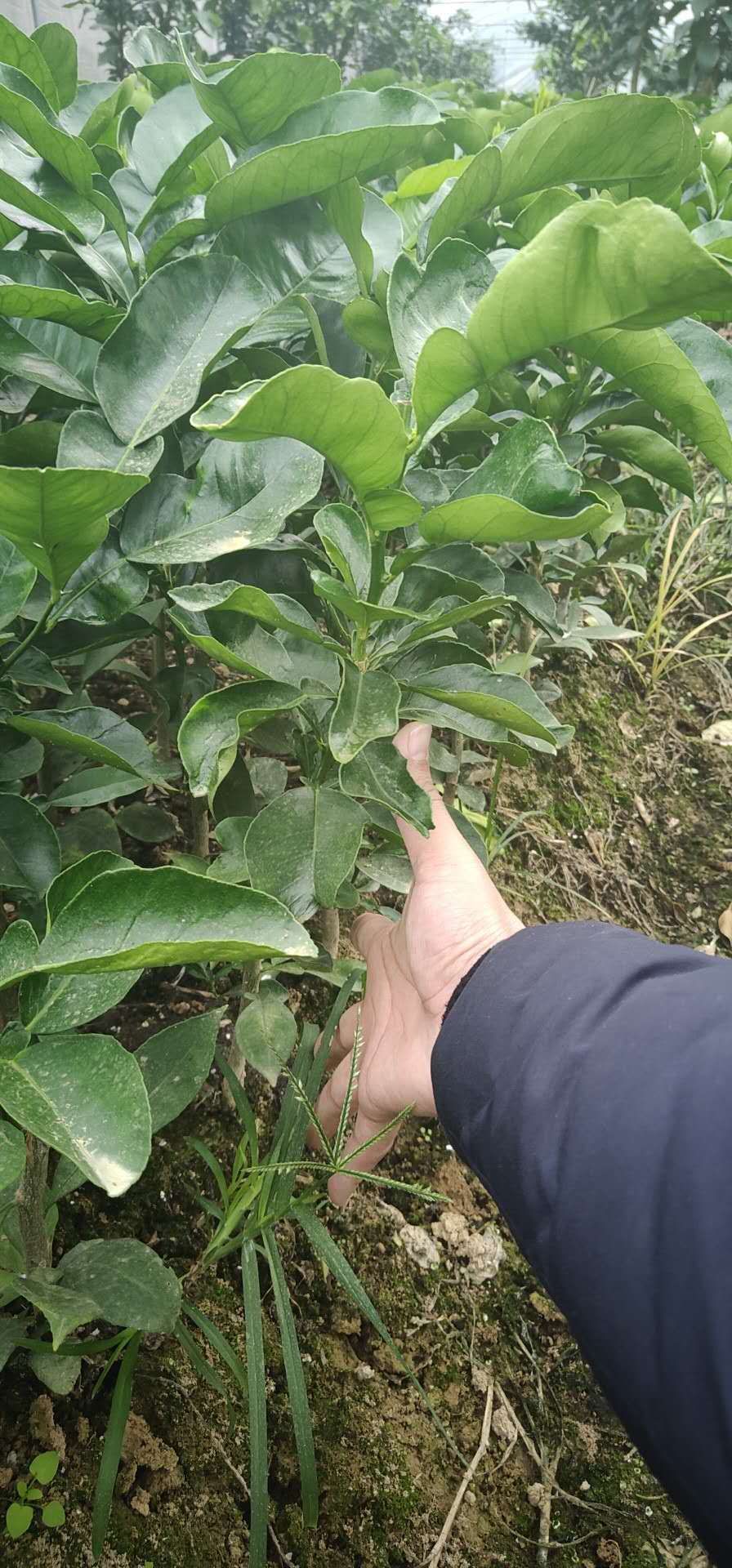 葡萄柚苗 新品种葡萄柚(金皇柚)皮红肉红