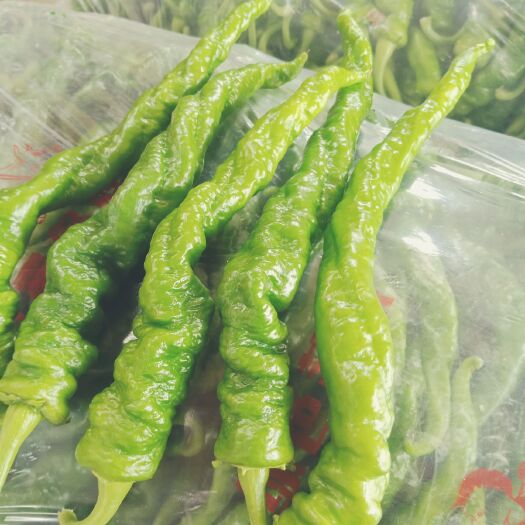  冷棚尖椒！陇椒！螺丝椒大量上市了