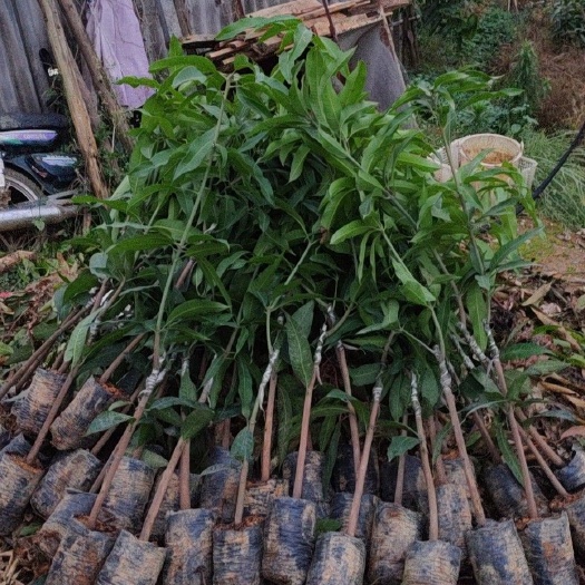田东县 芒果苗 澳芒 大澳芒 澳洲芒果 母果1-4斤以上重芒果种苗