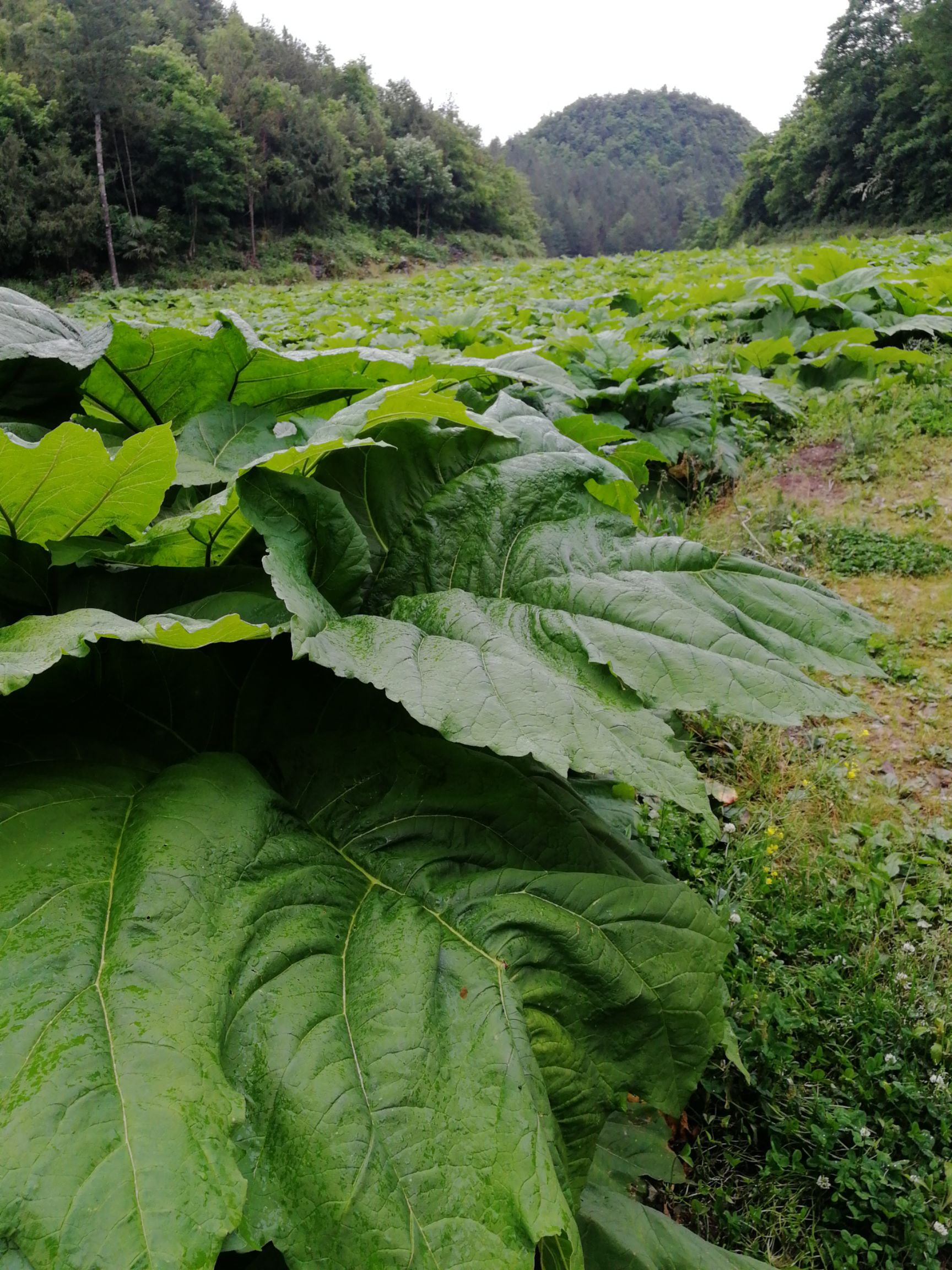 出售利川市馬蹄大黃,鮮貨二十噸.