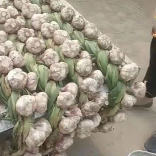 临清市红皮大蒜 临清辫子蒜