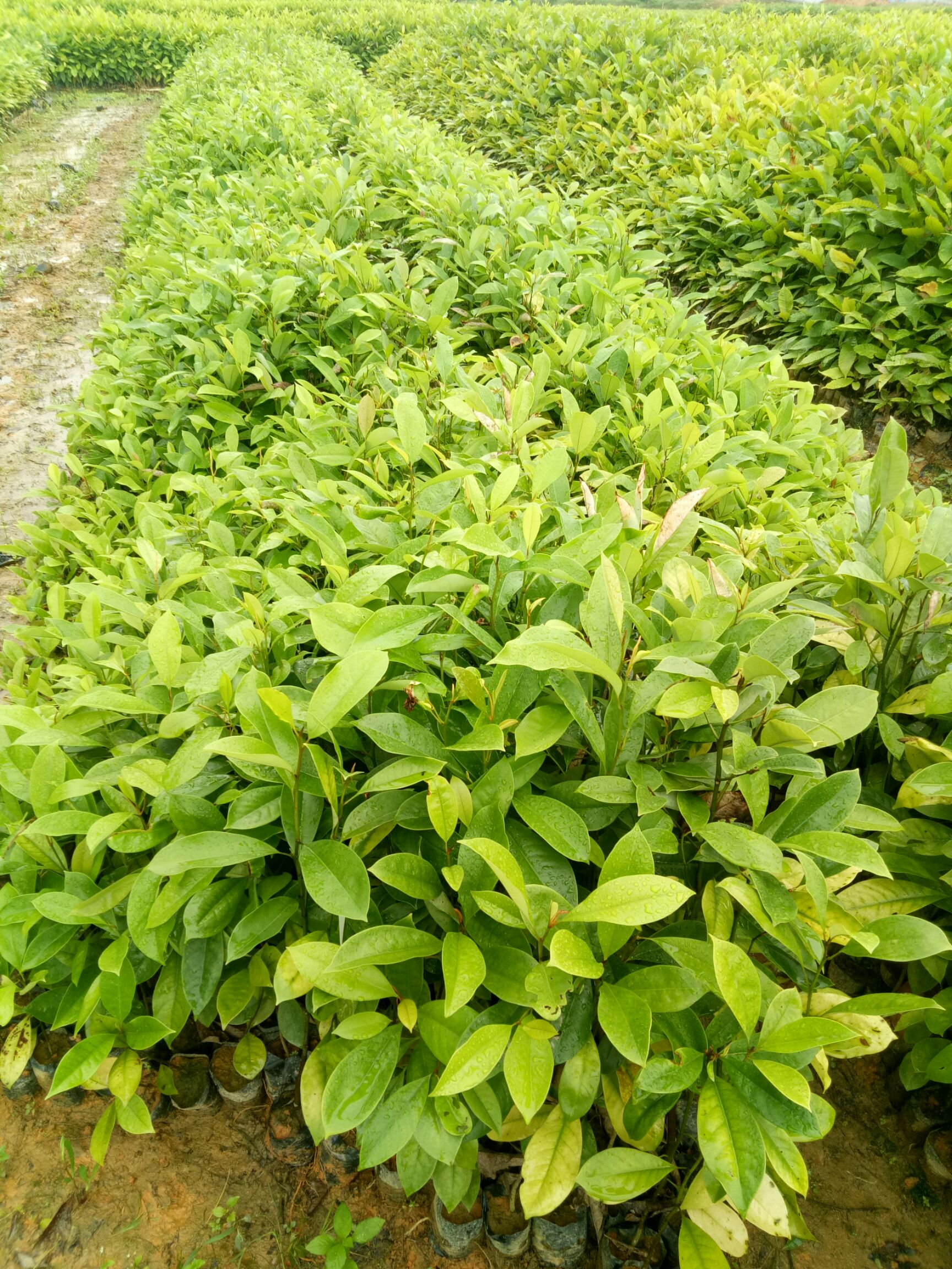 火力楠苗