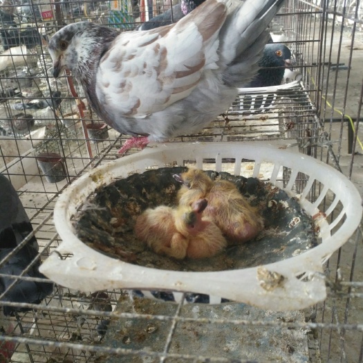 郓城县白羽王 落地王 银王肉鸽