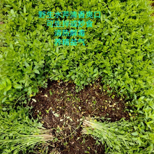 蒙阴县水芹种子 水芹菜