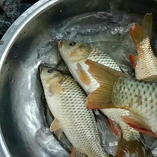 三都县鲤鱼苗 正宗建鲤苗，又长得快。