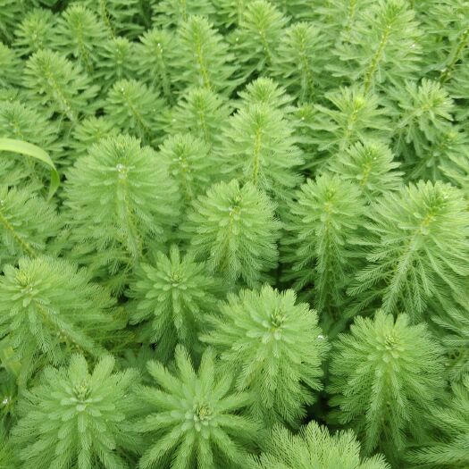 狐尾藻苗  狐尾草