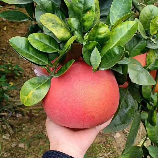 葡萄柚苗 新品种葡萄柚(金皇柚)皮红肉红