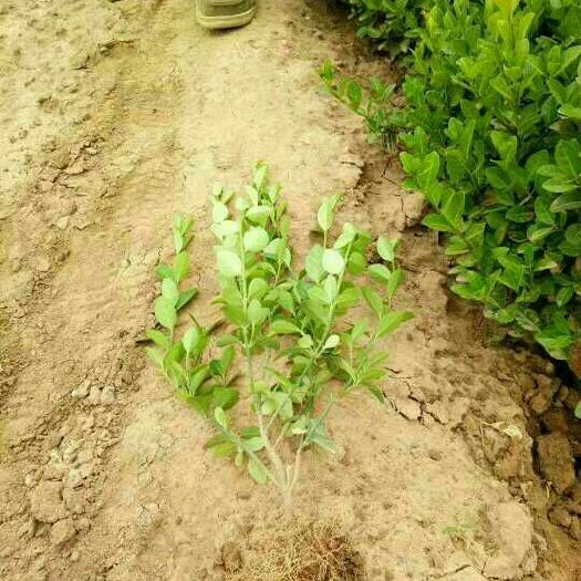 青州市 卫矛小叶扶芳藤
